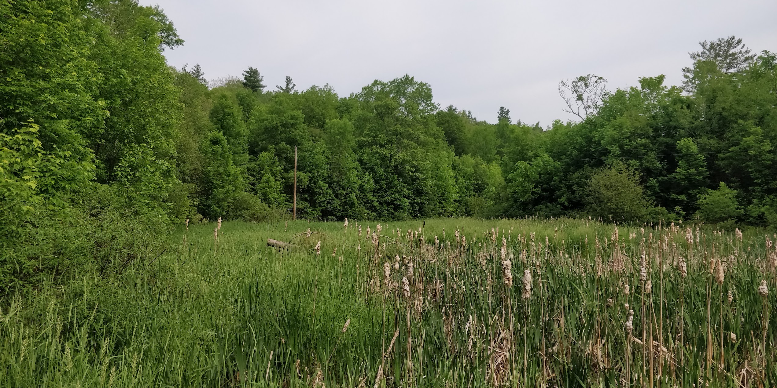 Summer marsh with cattails and lush green forest in background